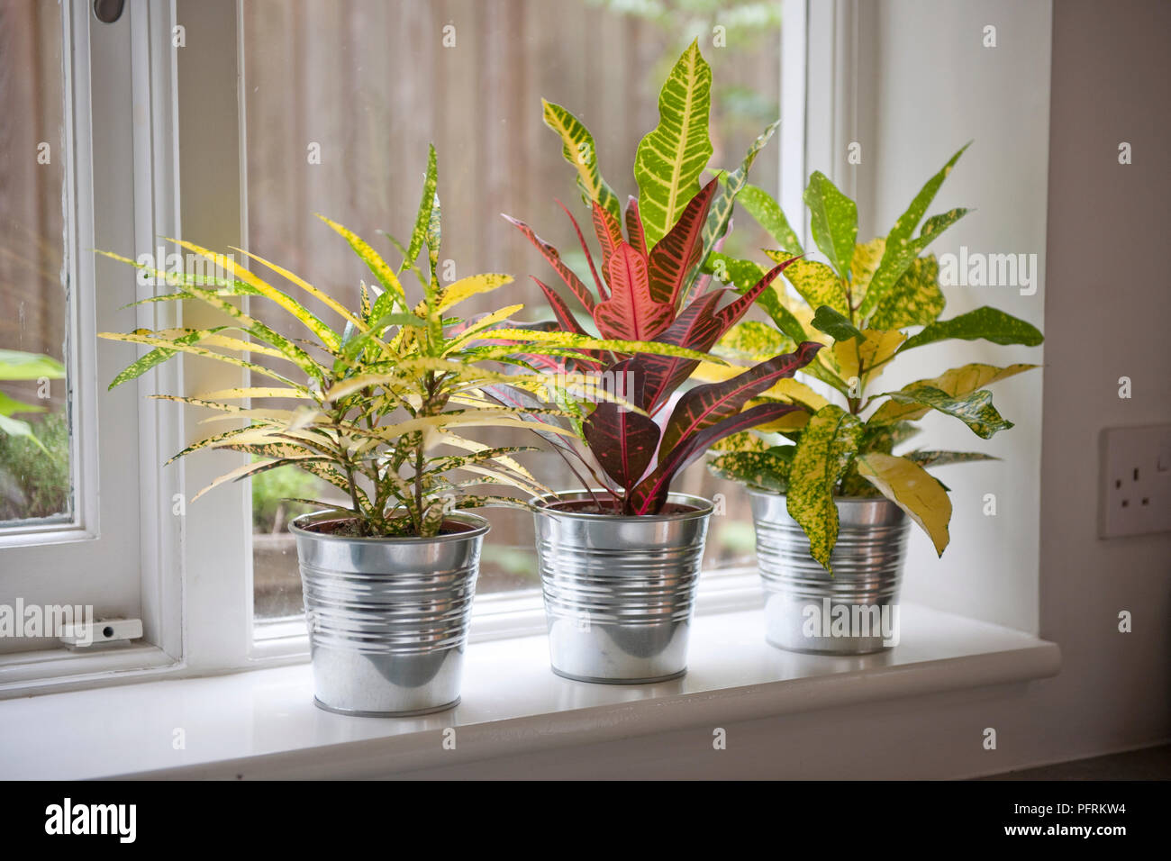 Codiaeum variegatum var. pictum dans des conteneurs métalliques on windowsill Banque D'Images