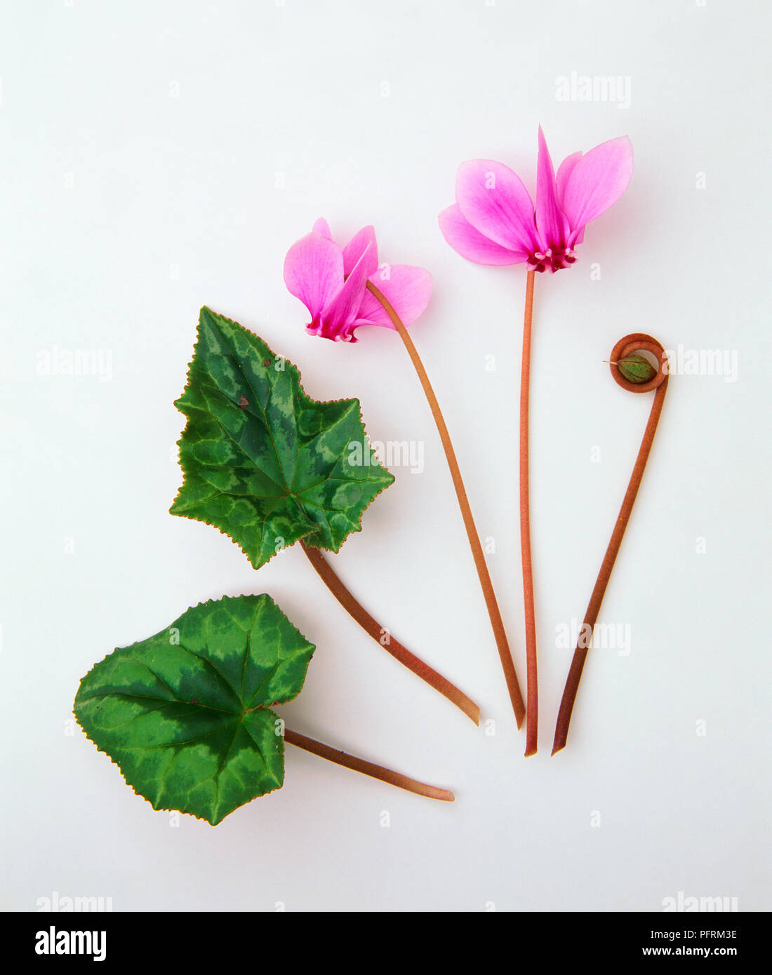 Hederifolium Cyclamen (Ivy-Leaved Sowbread), fleurs, fruits capsule sur tige, feuilles et bobines Banque D'Images