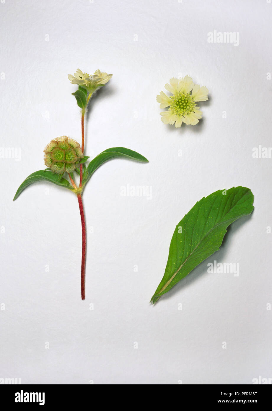 Scabiosa prolifera (Carmel daisy), tige avec fleur et tête de fructification, une fleur et une feuille Banque D'Images