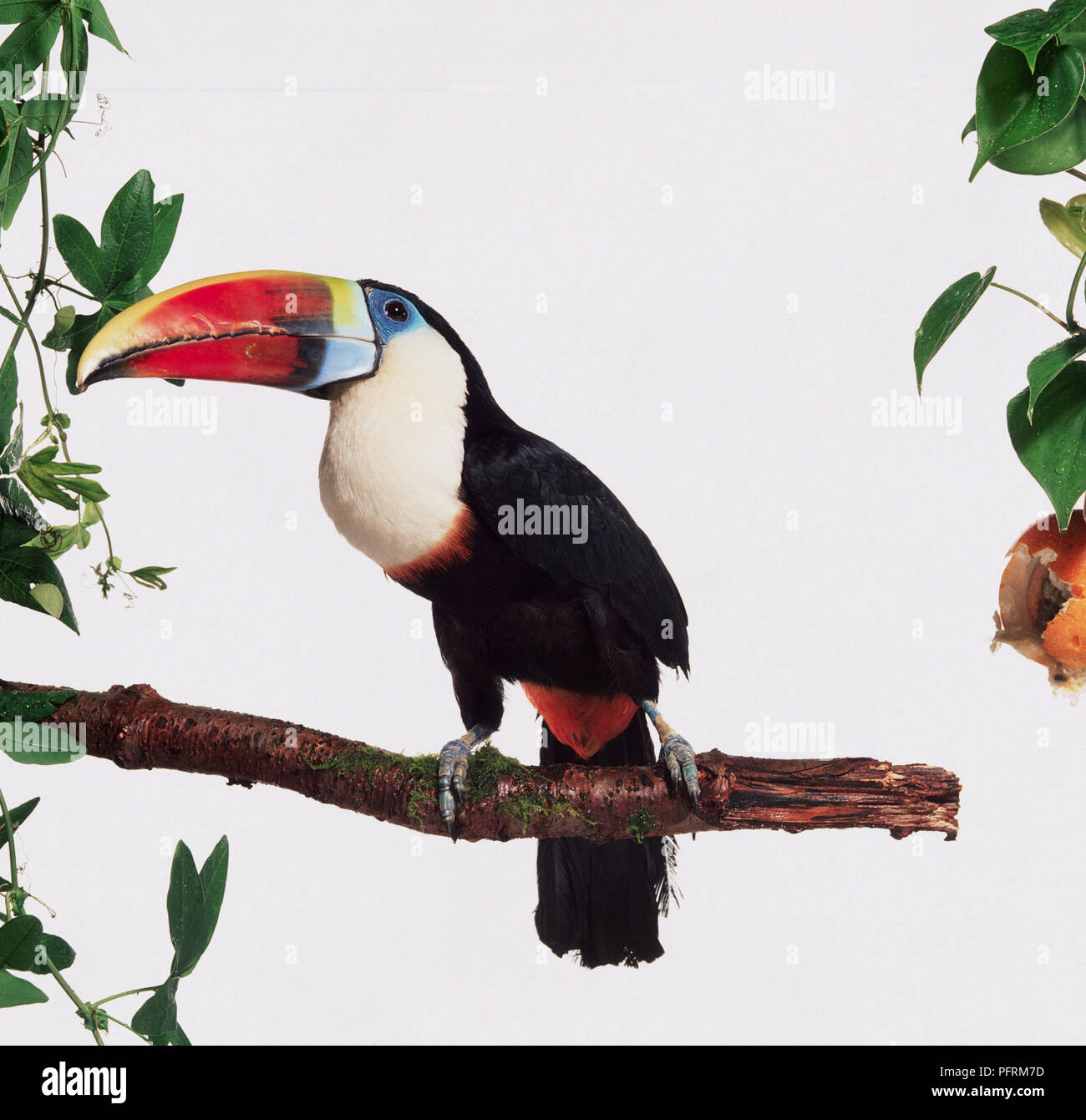 Photo De Profil Avec Des Oiseaux à Plumes Noir Et Blanc