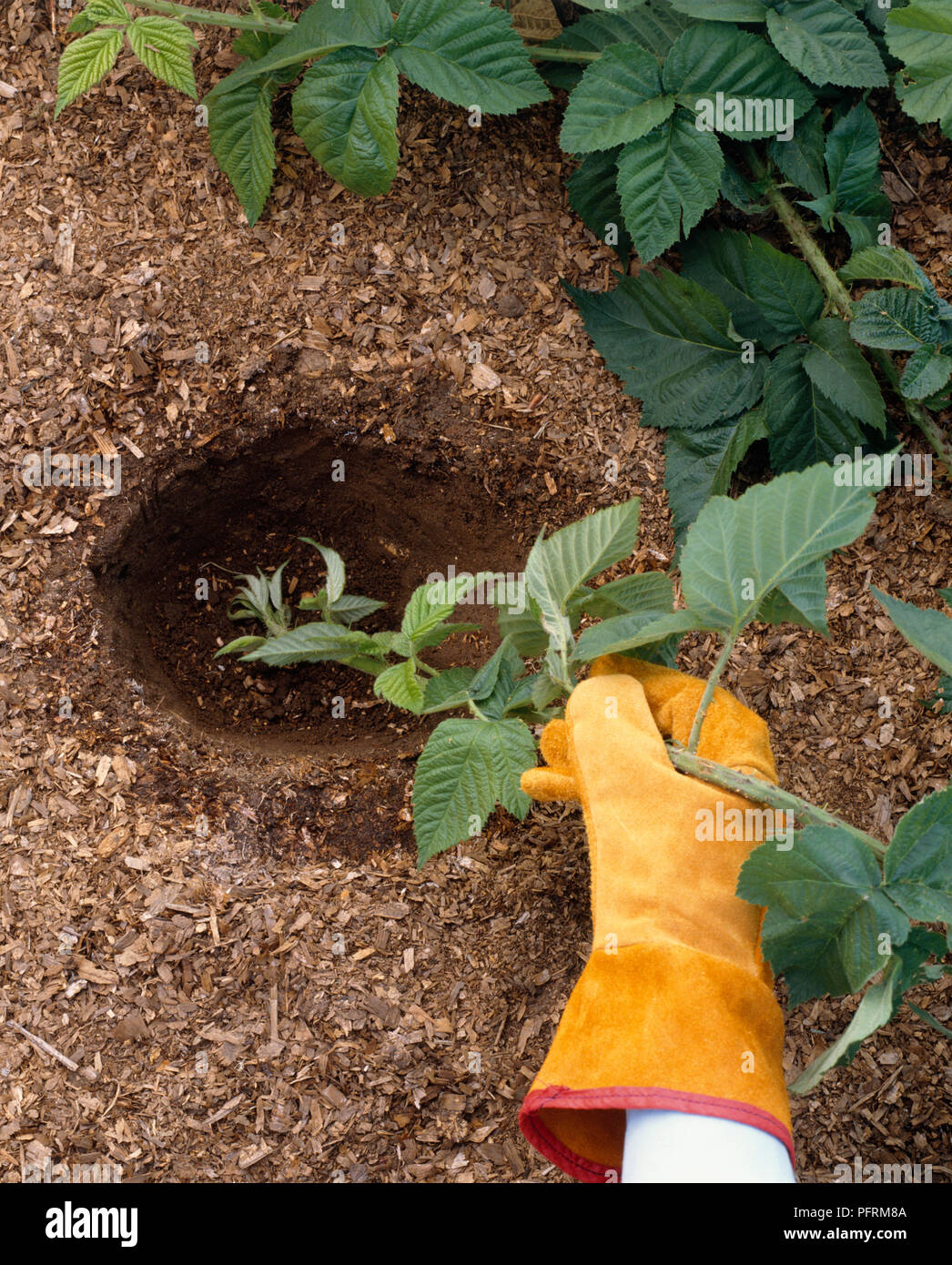 Rubus fruticosus (Blackberry), Conseil de visibilité, en plaçant la pointe  de tirer sain dans le trou de terre, portant des gants de jardinage, close- up Photo Stock - Alamy