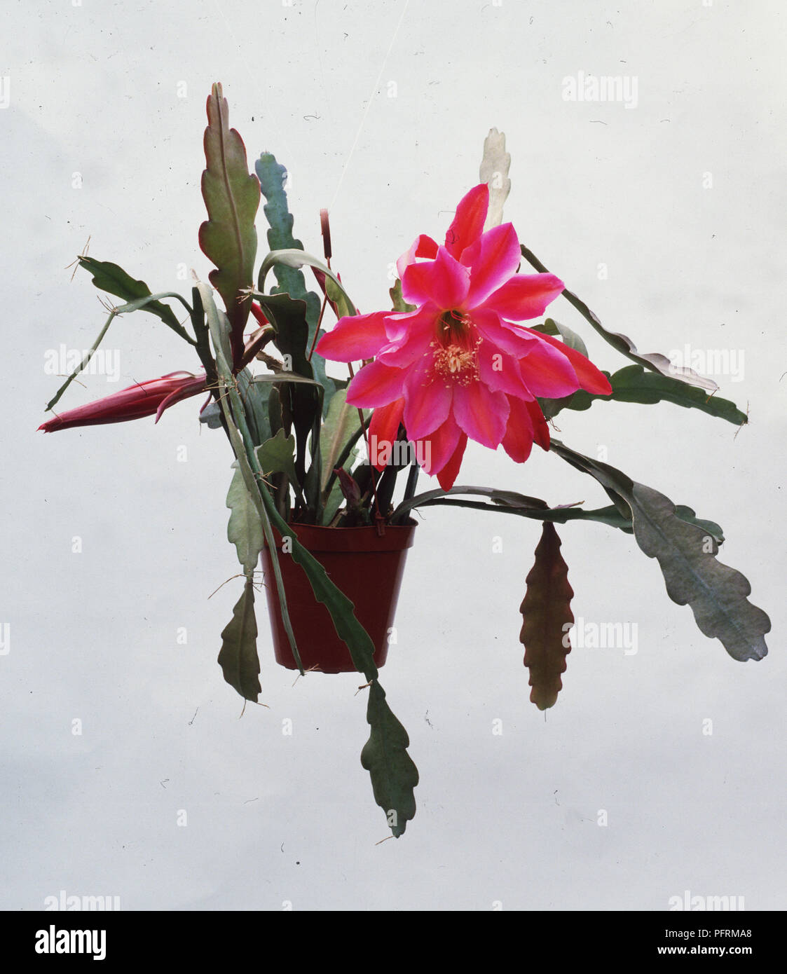 Cactus Epiphyllum Hybride Fantasy Orchid Cactus Avec