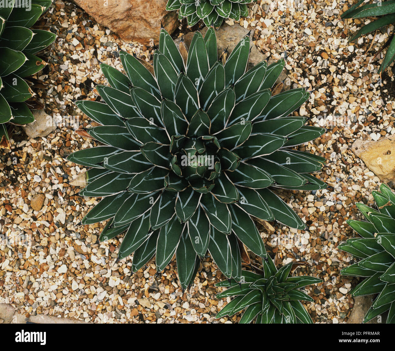 Agave victoria-reginae (la reine Victoria, Century Plant Agave Royal), vue d'en haut Banque D'Images