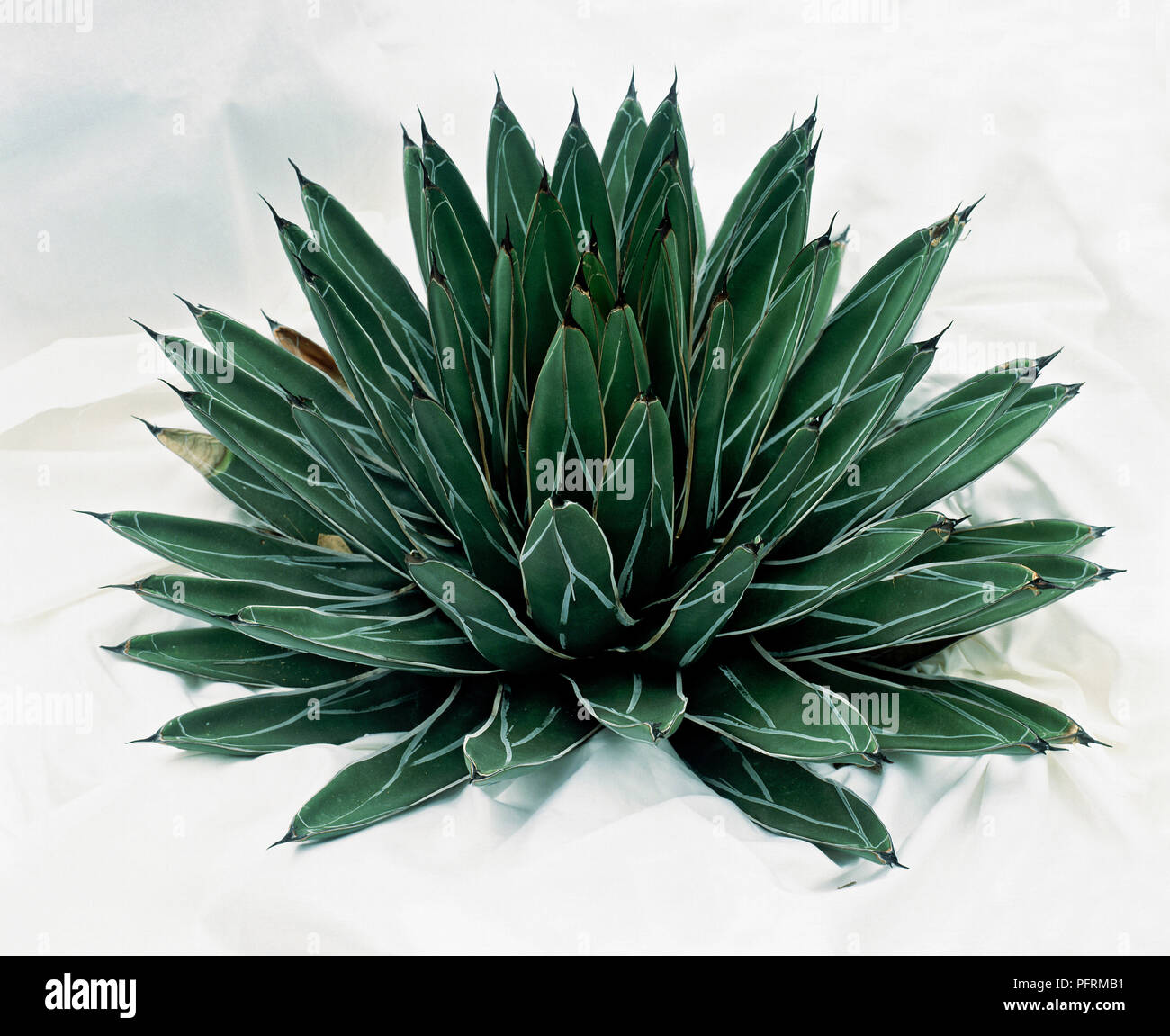 Agave victoria-reginae : vue latérale d'un dôme élégant rosette de larges feuilles qui sont courtes et à motifs blancs ont les bords. Banque D'Images