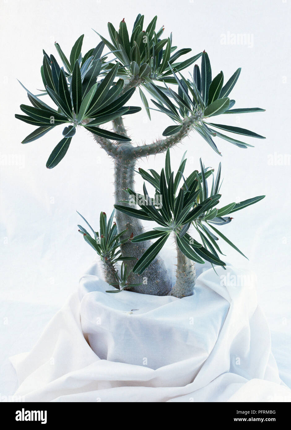 Pachypodium rosulatum (pied d'éléphant plante), plante succulente Banque D'Images