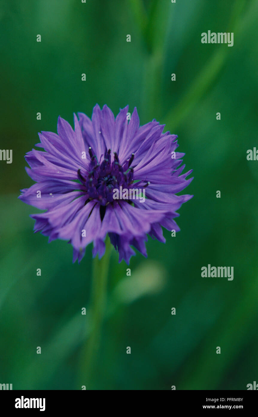Bleuet (Centaurea cyanus), close-up Banque D'Images