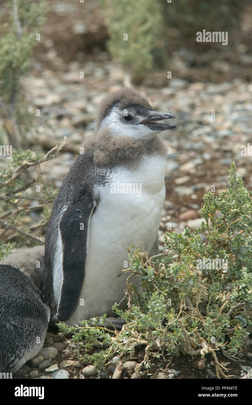 L'Argentine, Patagonie, Puerto deseado (Port désir), Ria Deseado parc naturel, martin-chick (Spheniscus magellanicus) Banque D'Images