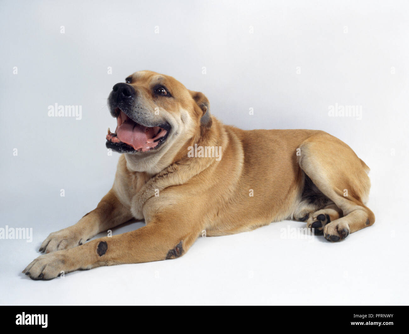 Perro de Presa Mallorquin mâle chien couché, haletant Banque D'Images