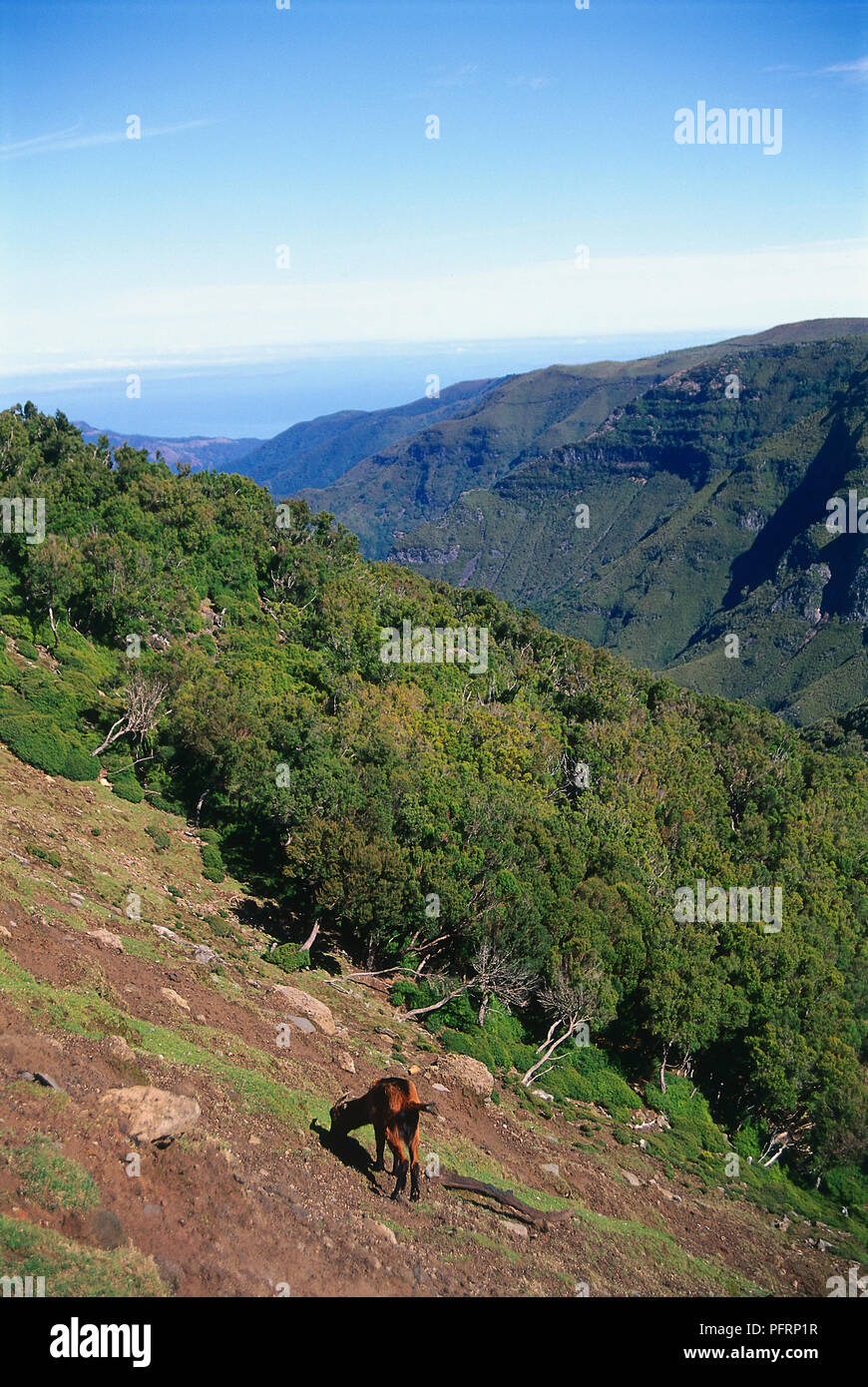 Portugal, Madère, le pâturage des chèvres sur coteau verdoyant près de Levada da Rocha Vermelha Banque D'Images