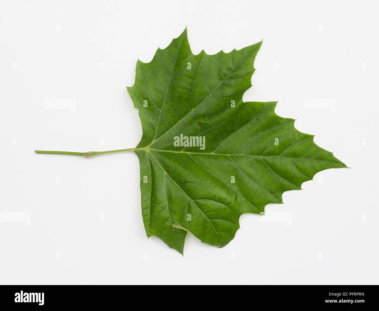 Platanus occidentalis (Buttonwood, American sycamore, avion américain), leaf Banque D'Images