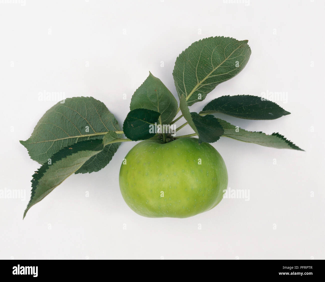 Malus domestica 'Green Bramley's Seedling' (Bramley Apple) sur la tige avec des feuilles Banque D'Images