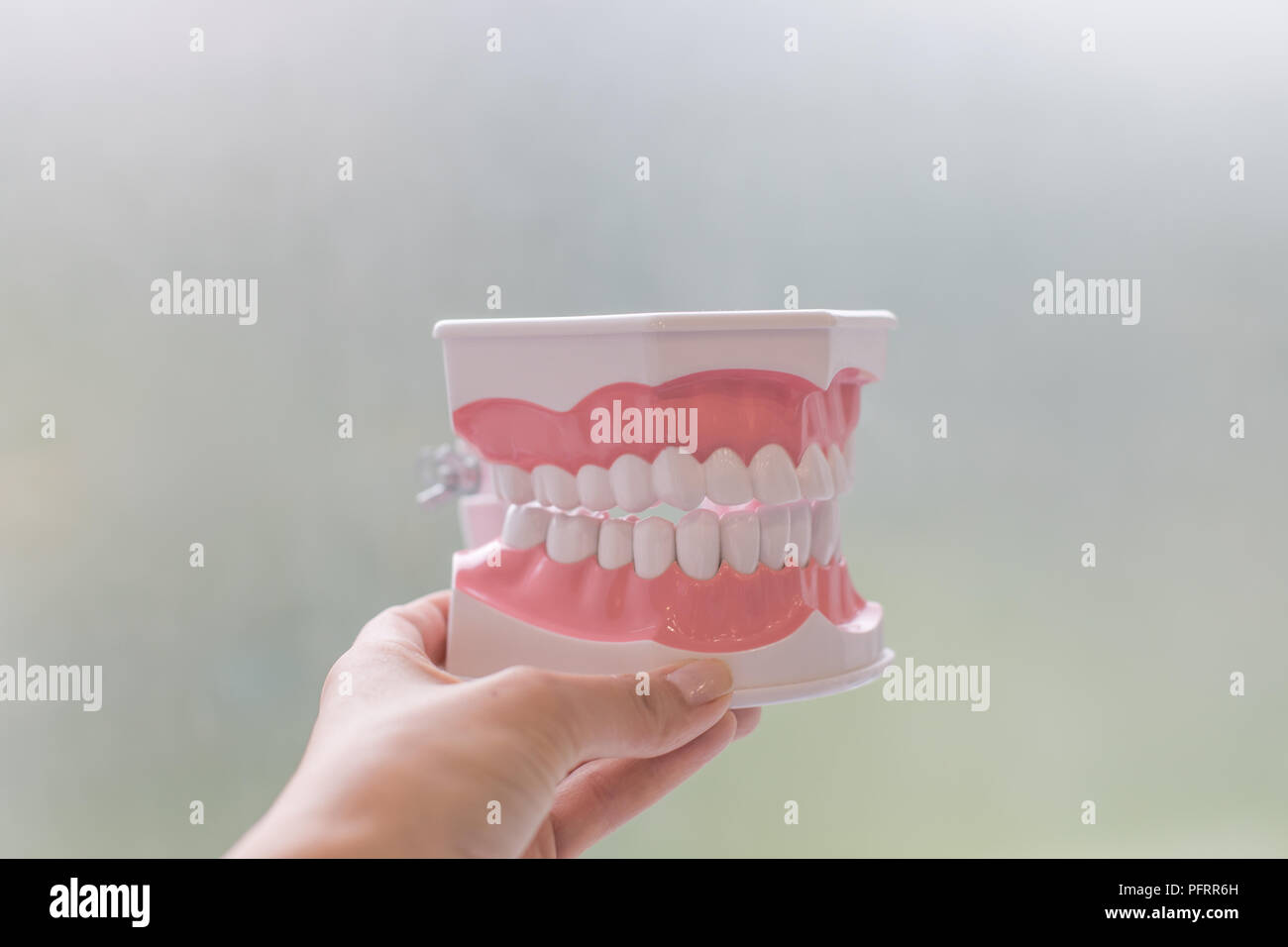 Des modèles de dents en plastique isolé sur blanc.modèle médical de dents en plastique.concept de santé orale, d'une carie dentaire dentisterie dent.L'apprentissage des élèves modèles pédagogiques montrant les dents, racines, gommes, les maladies des gencives, la carie et la plaque. Banque D'Images