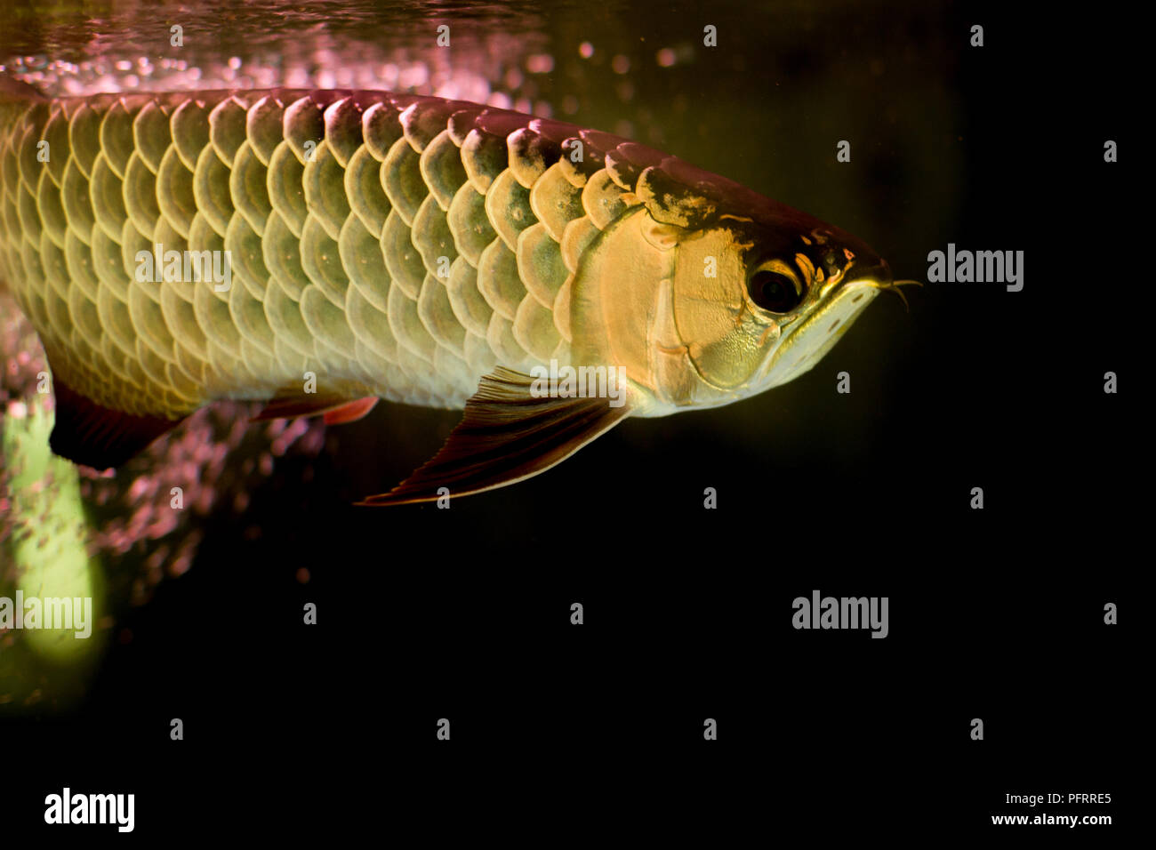 Golden dragon ou poisson arowana poisson dans fish tank isolé Banque D'Images