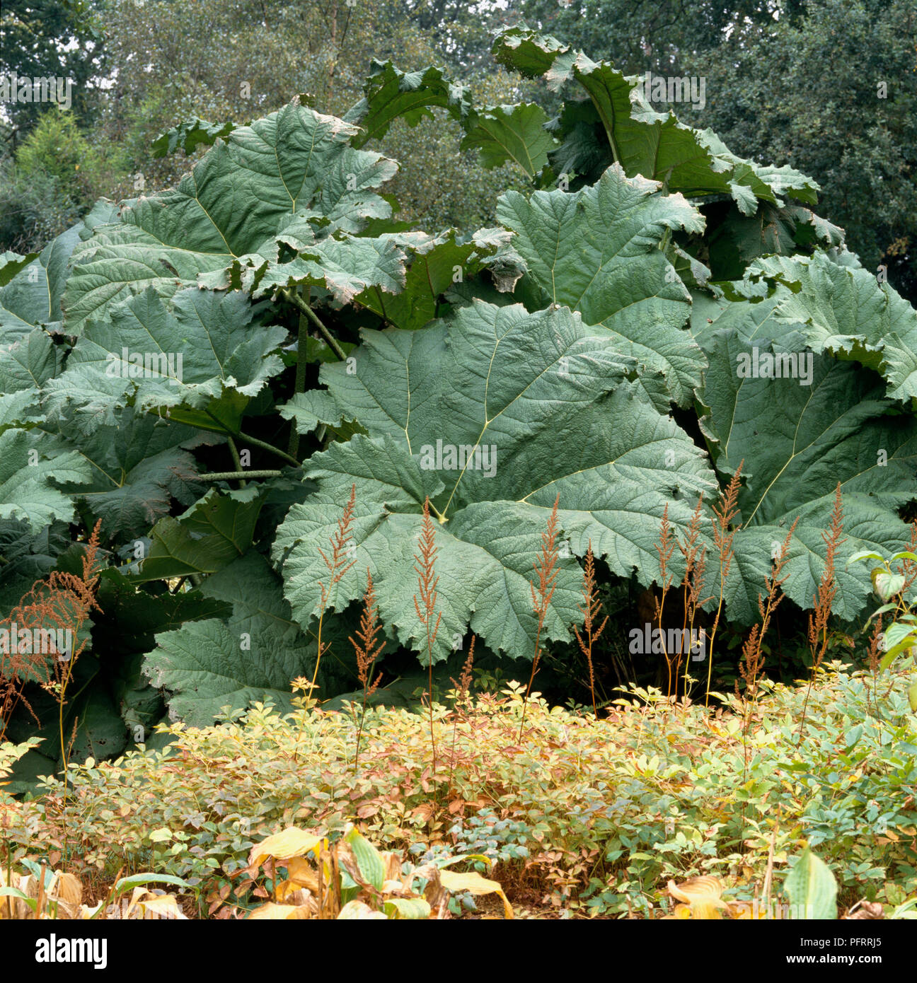(Gunnera manicata rhubarbe géante) croissant dans un jardin Banque D'Images
