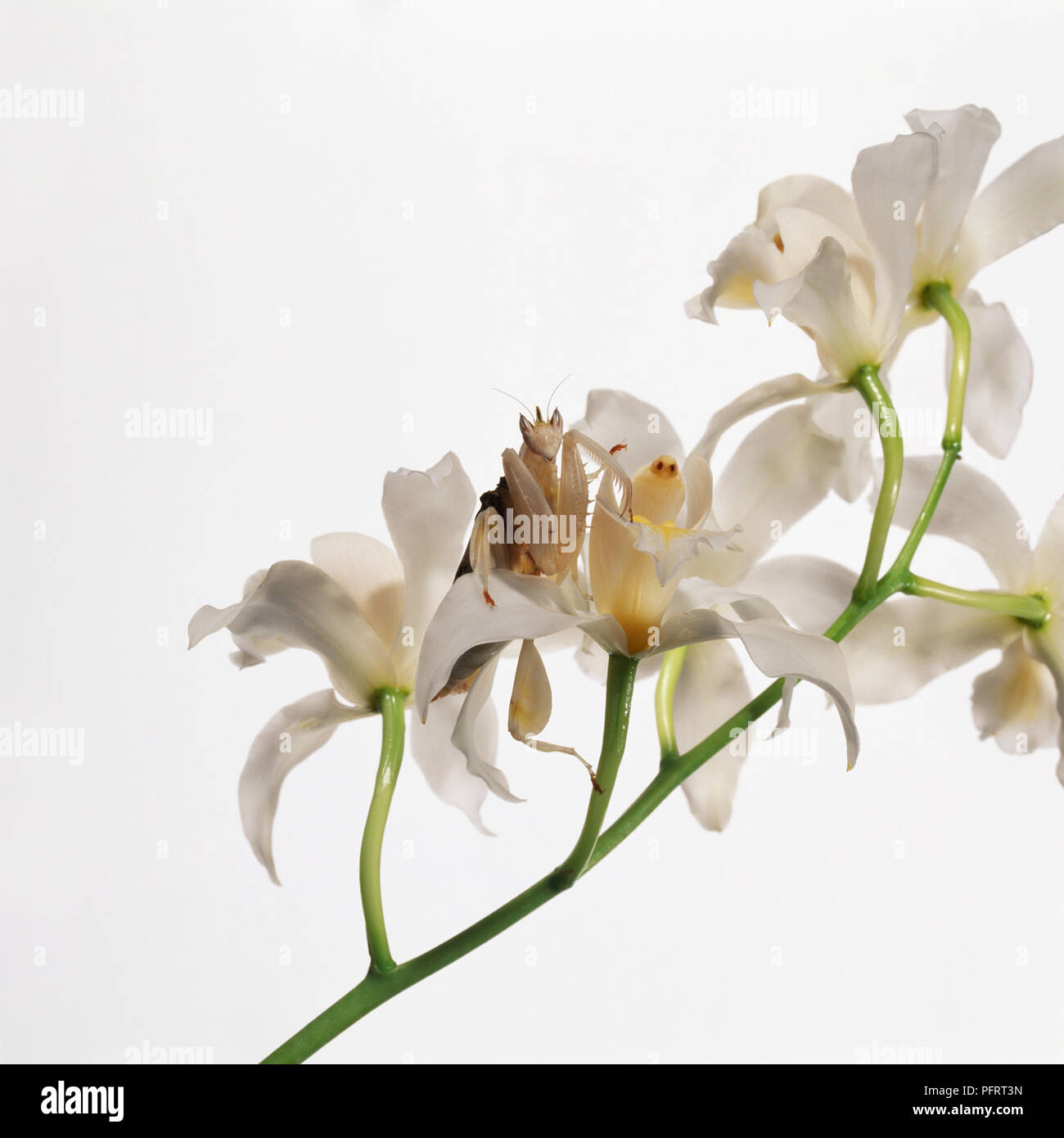 Orchid mantis (Hymenopus coronatus) parmi les fleurs d'orchidées, close-up Banque D'Images
