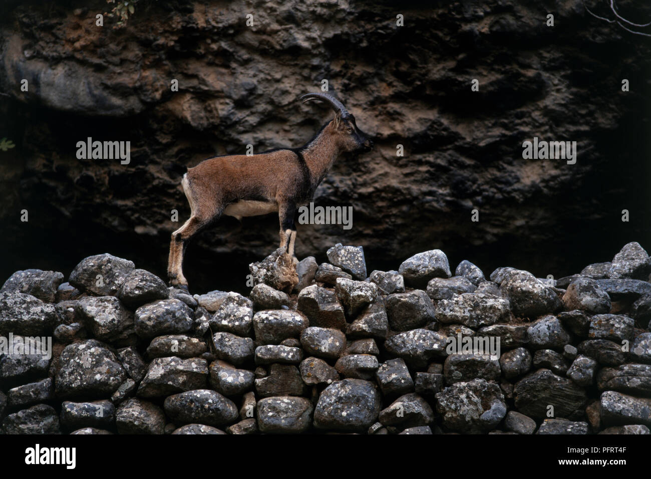 Chèvre sauvage (Capra aegagrus) debout sur des rochers dans les gorges de Samaria, Crète Banque D'Images