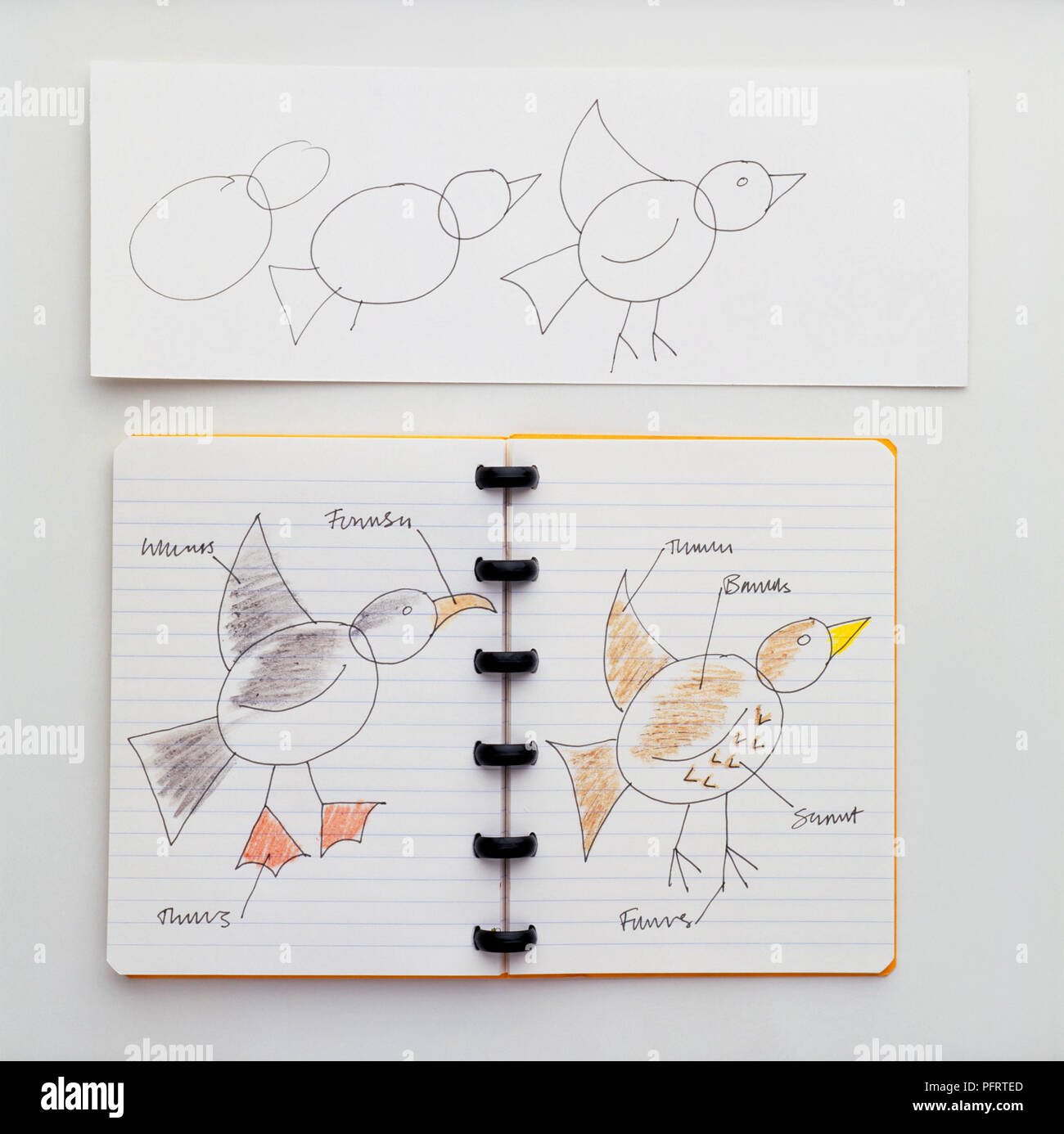 Silhouette d'un oiseau sur papier et des dessins d'oiseaux dans un sketchbook Banque D'Images