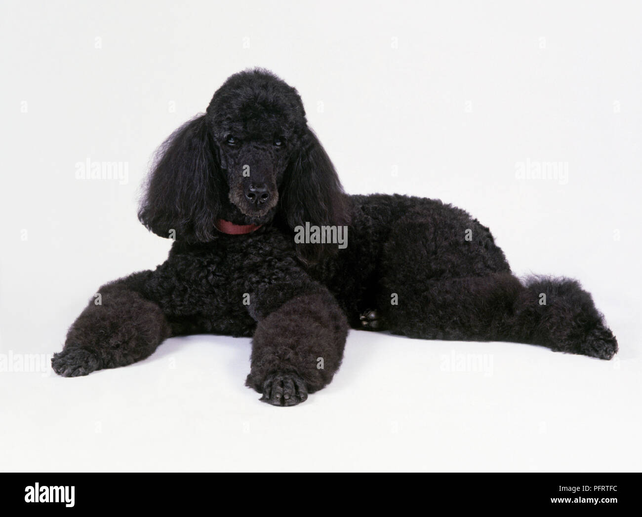 Caniche Royal noir parés, couchée Banque D'Images