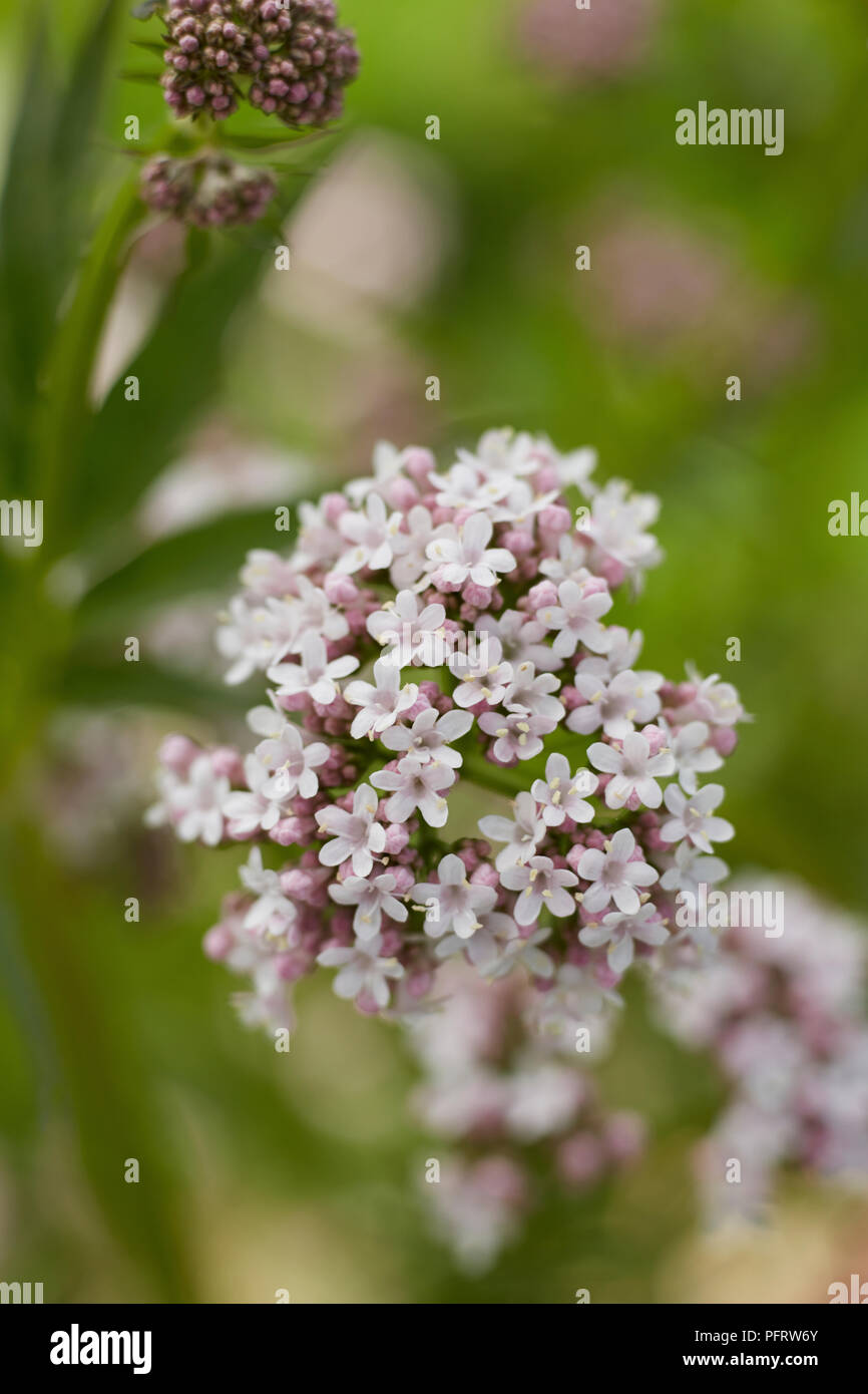 Valeriana officinalis (valériane) fleurs Banque D'Images