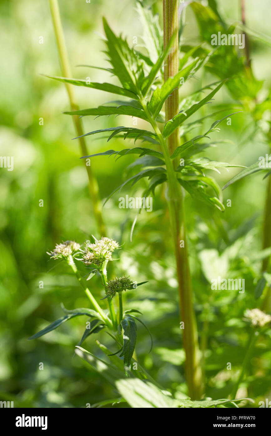 Valeriana officinalis (valériane) fleurs Banque D'Images