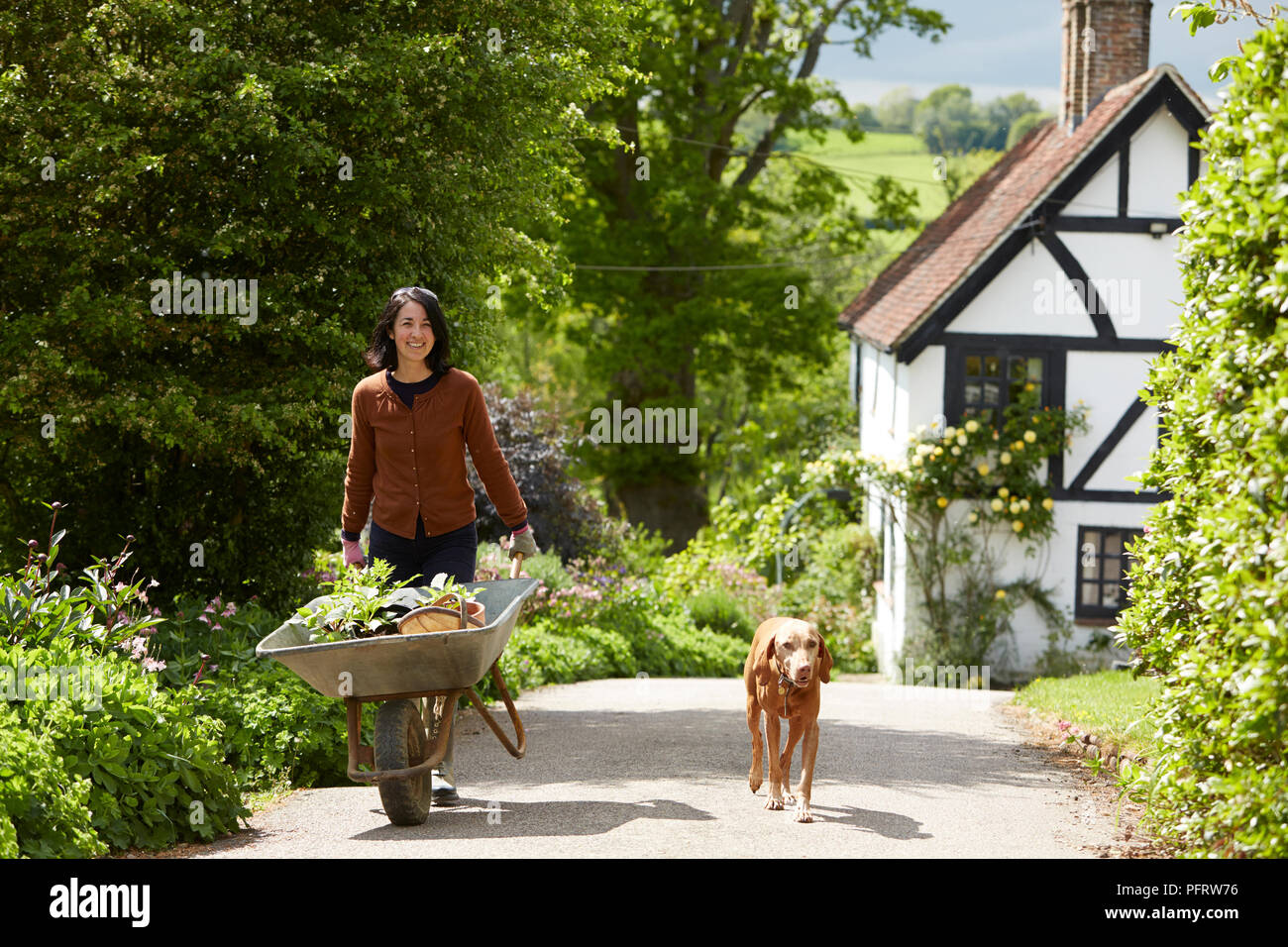 Jardinier biodynamique poussant une brouette remplie de plantes, un chien de marcher aux côtés de son Banque D'Images
