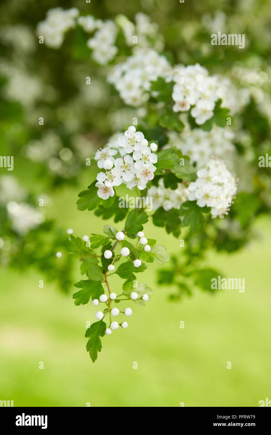 Crataegus (aubépine) blossom Banque D'Images