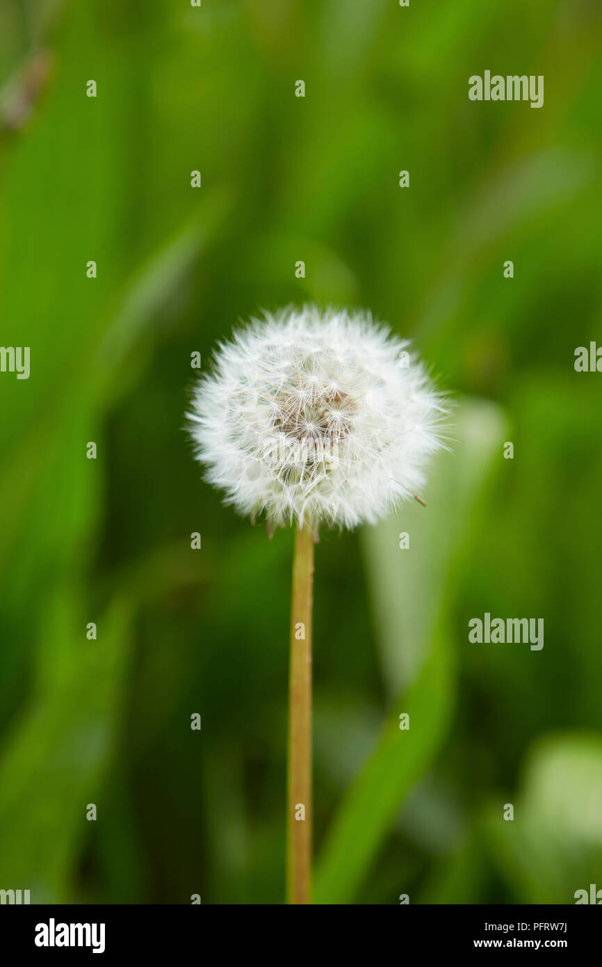 Pissenlit (Taraxacum) disparu à la semence Banque D'Images