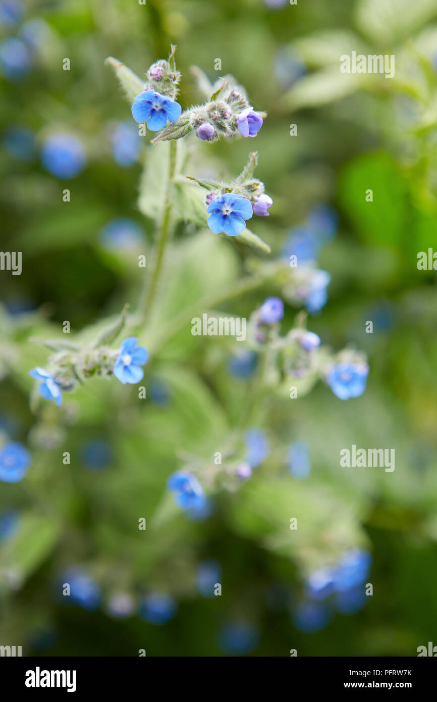 Pentaglottis sempervirens (orcanette vert) Banque D'Images