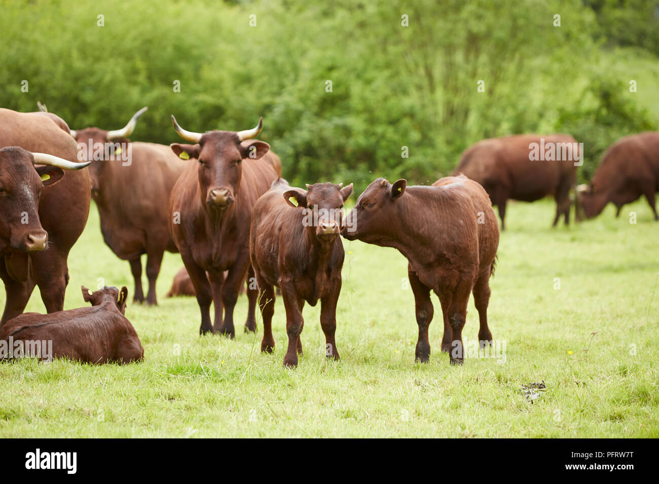 Brown cattle in field Banque D'Images