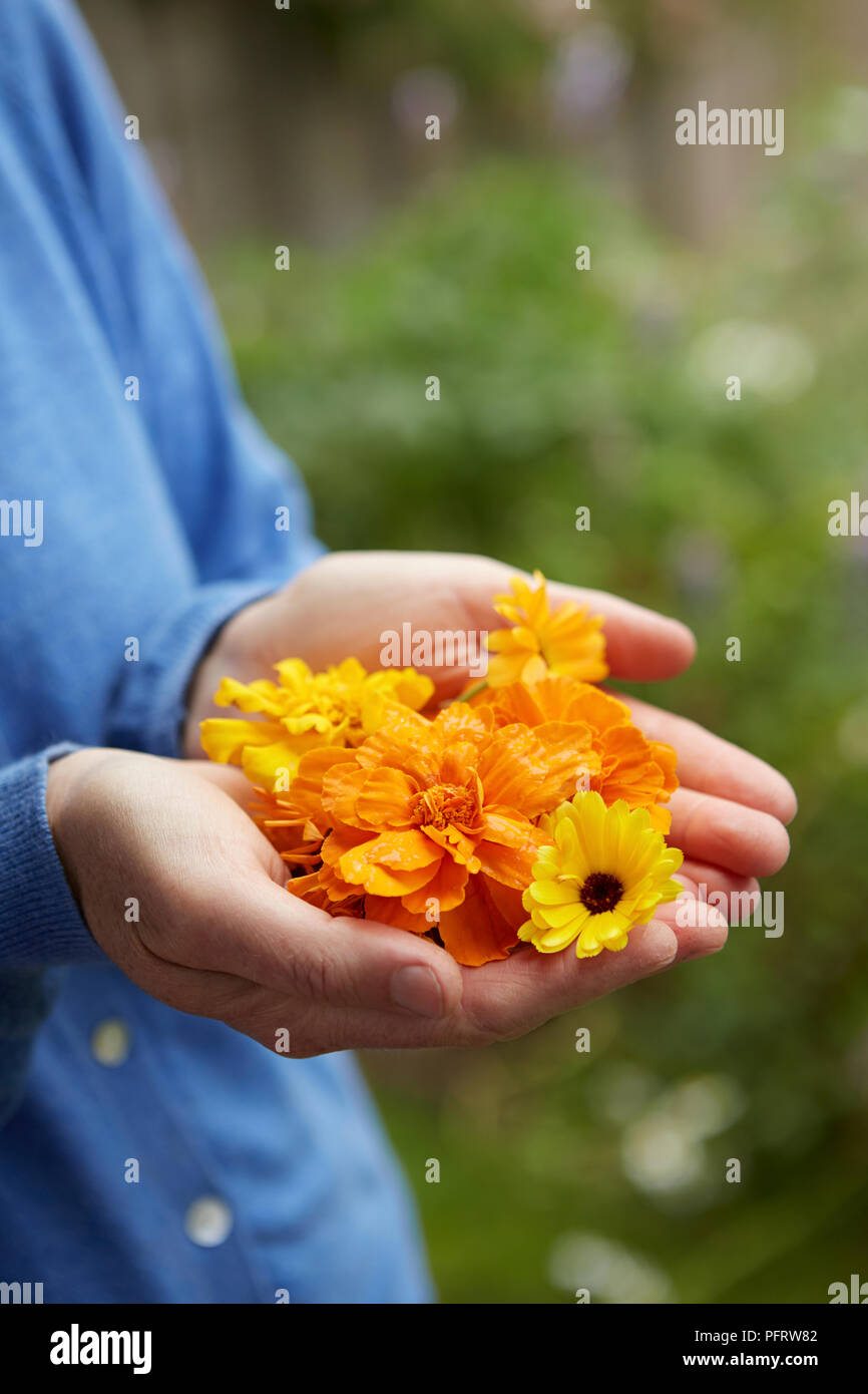 Man holding Calendula (Souci officinal) fleurs en creux des mains Banque D'Images