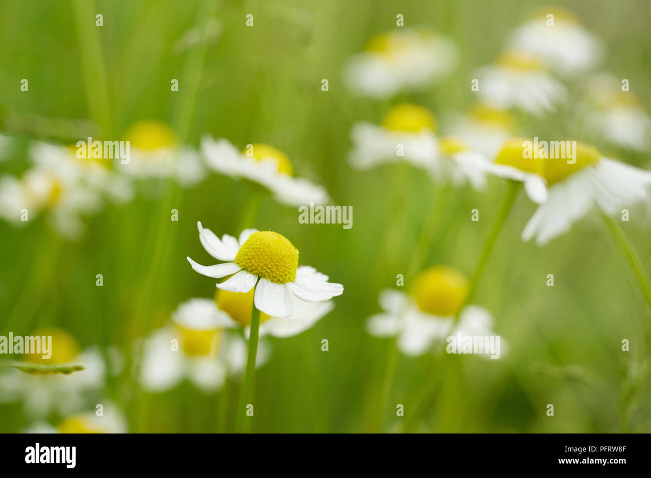 Fleurs de camomille Banque D'Images