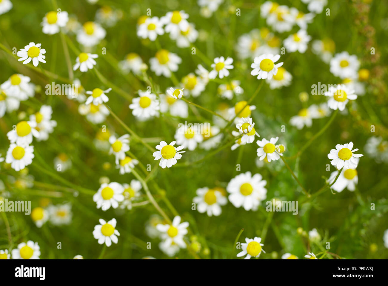 Fleurs de camomille Banque D'Images