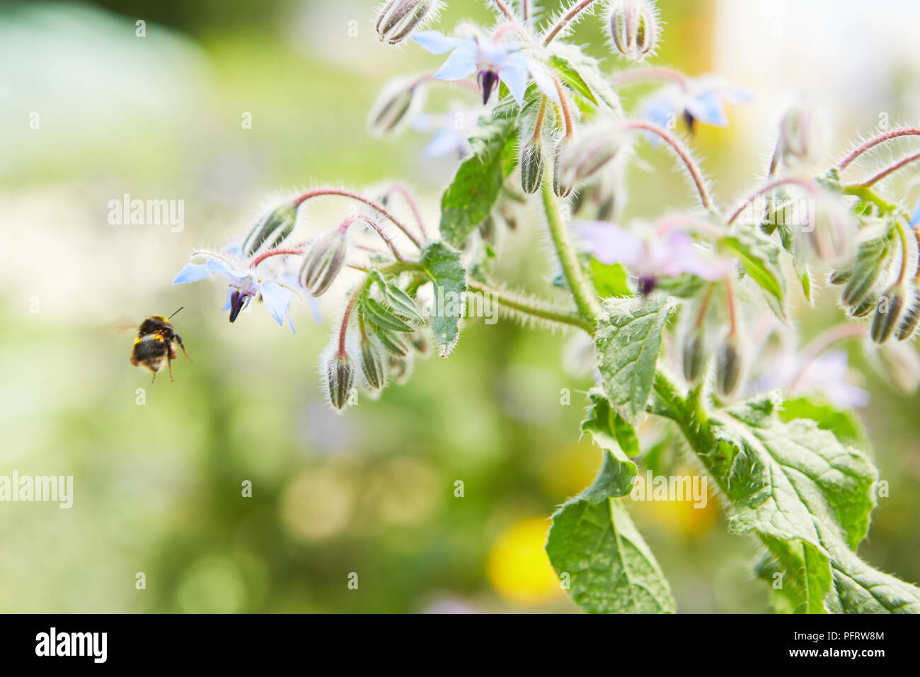 Attiré par l'abeille de fleurs de bourrache Banque D'Images