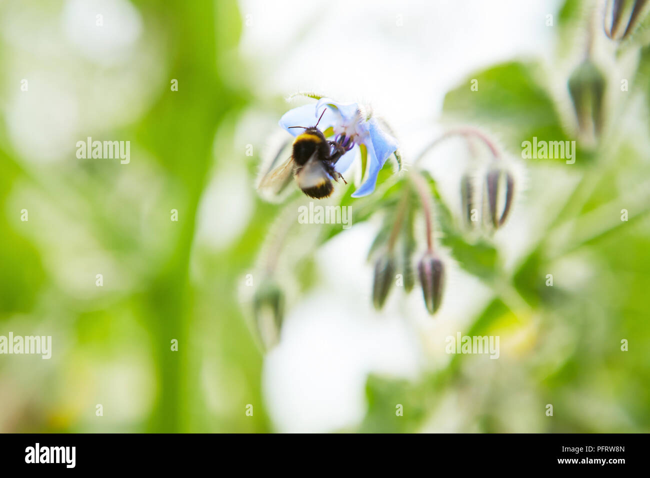 Abeille sur fleur de bourrache Banque D'Images