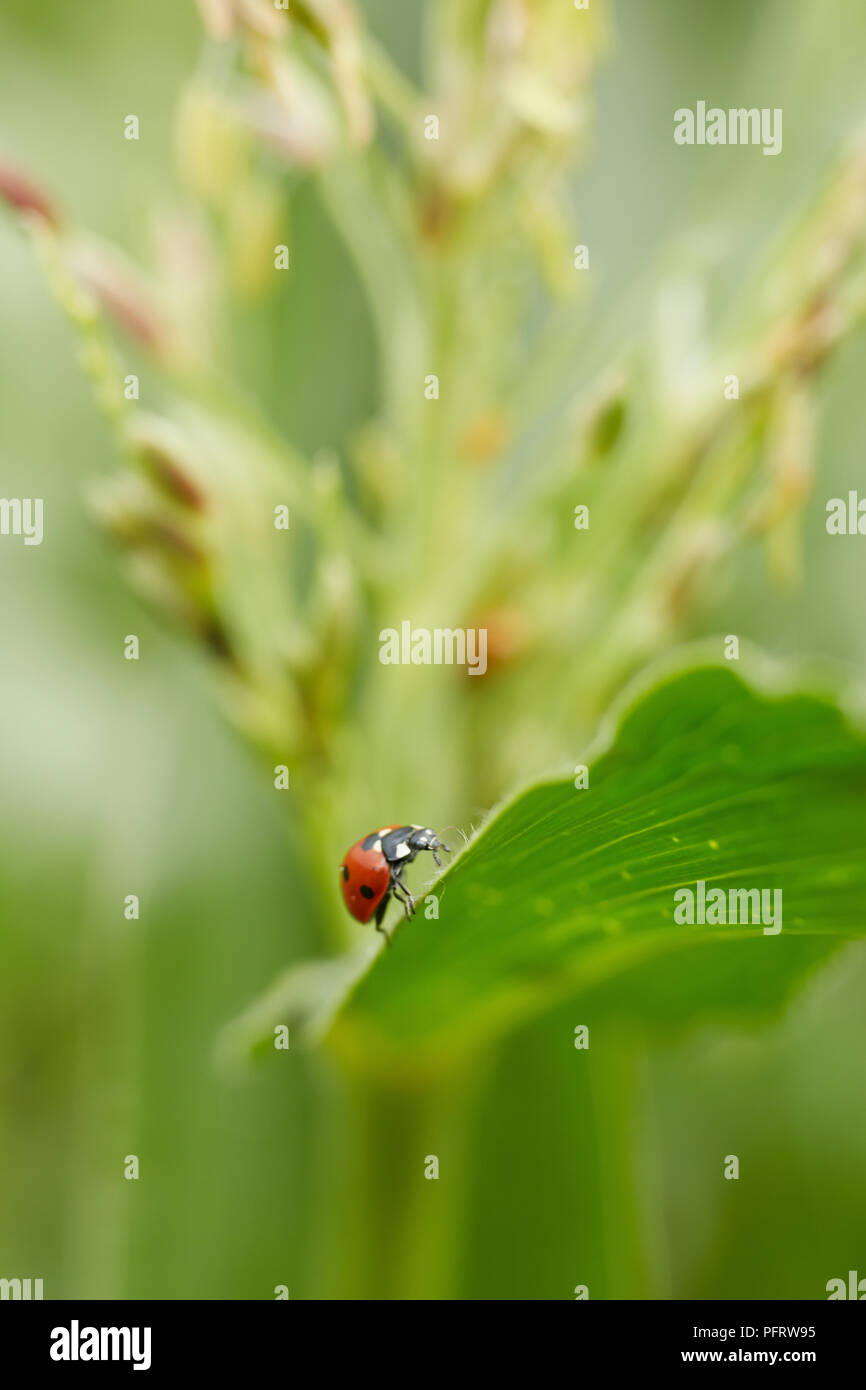 Coccinelle sur l'usine de maïs doux biodynamique Banque D'Images