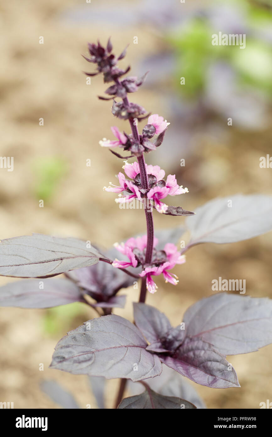 Plante de basilic biodynamique Banque D'Images
