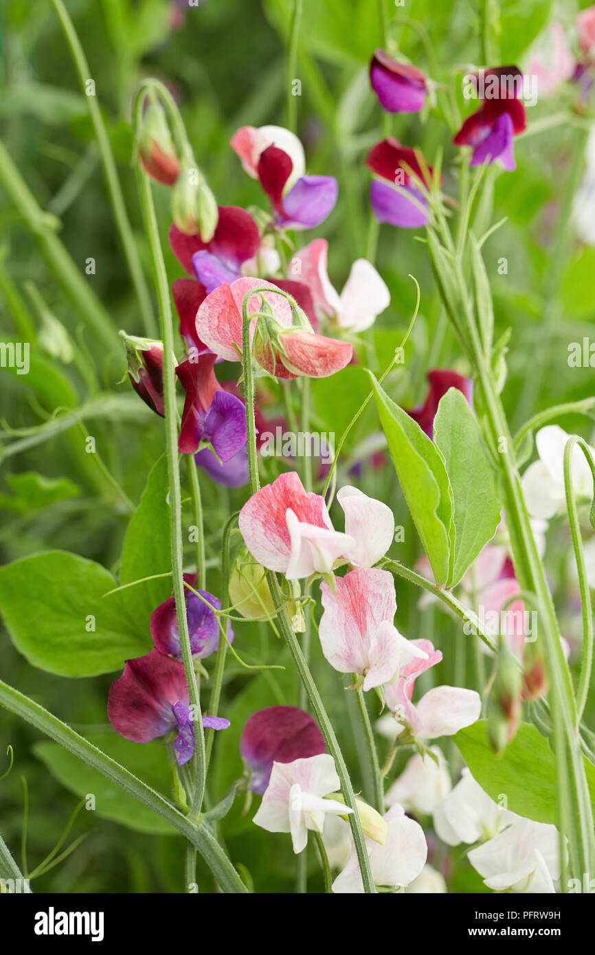 Lathyrus odoratus (pois de fleurs) Banque D'Images