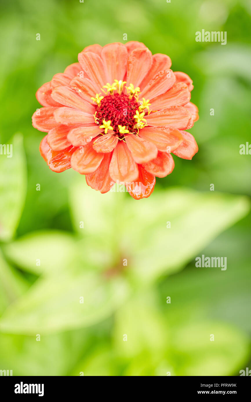 Fleur Zinnia Banque D'Images