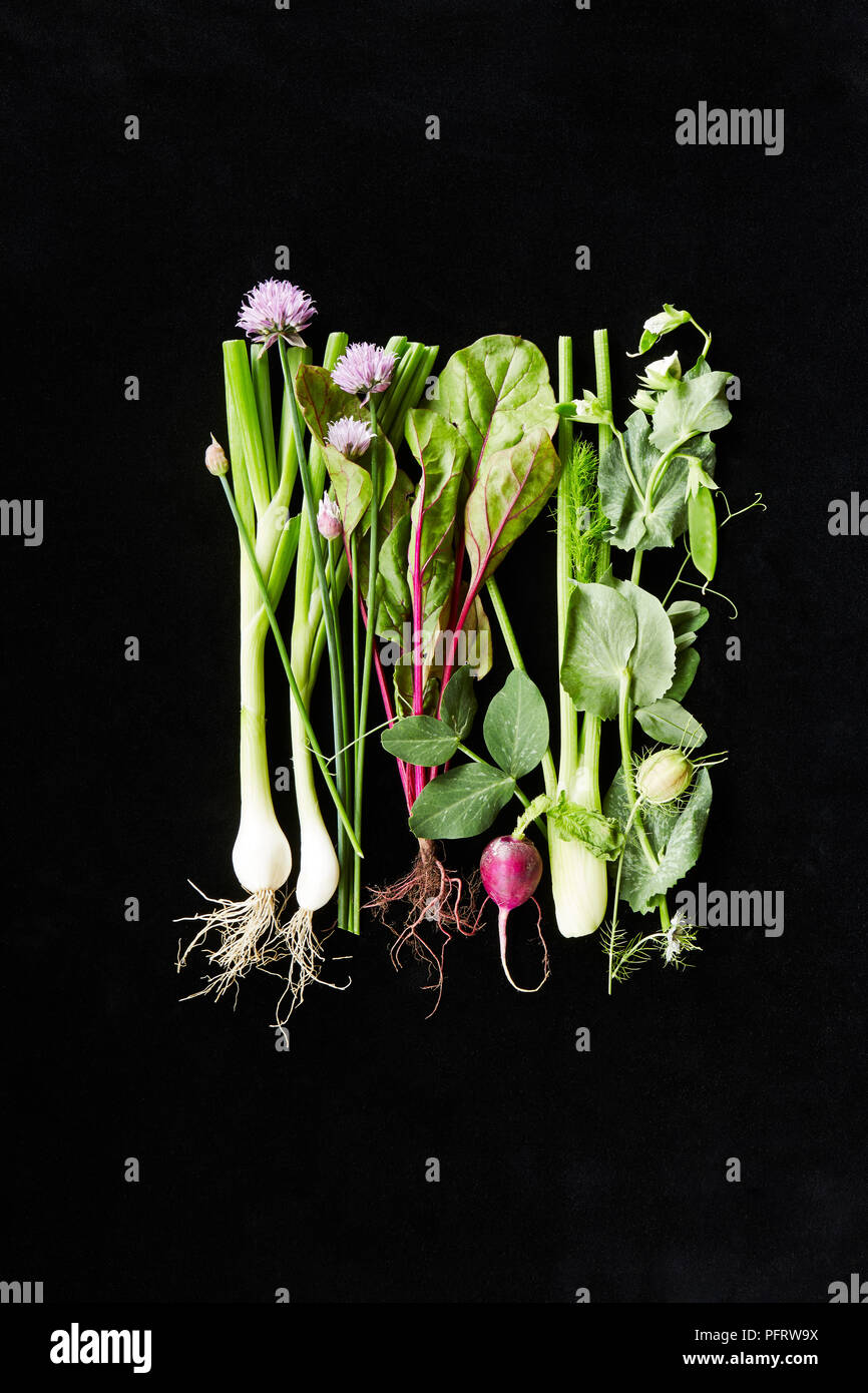 Sélection de légumes biodynamique Banque D'Images
