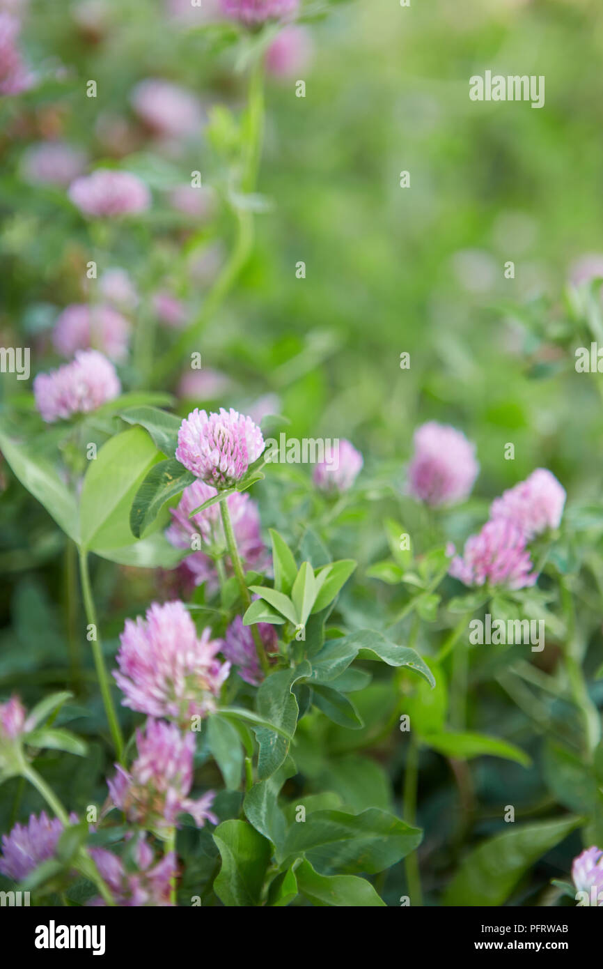 Clover biodynamique Banque D'Images