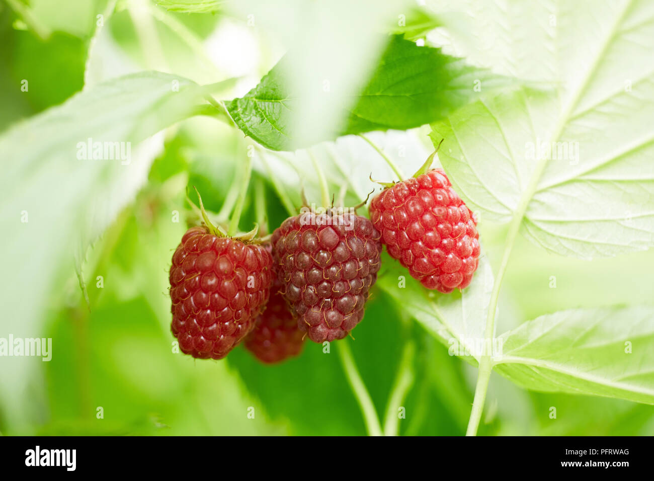 Framboises biodynamique Banque D'Images