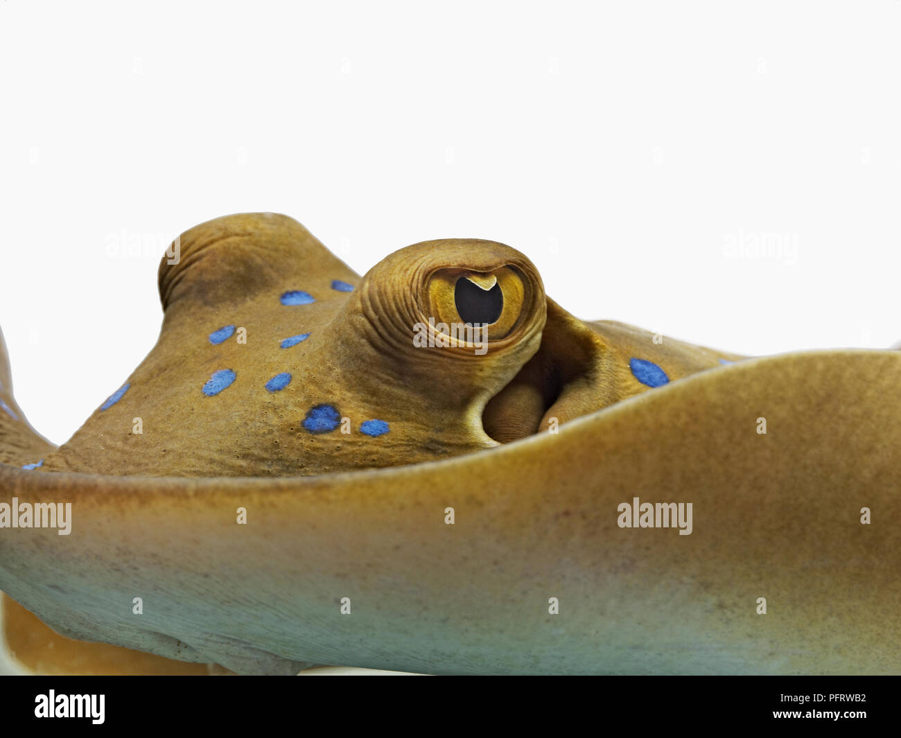 Ribbontail Bluespotted (Taeniura lymma) Ray close-up de l'œil et des taches bleues sur la peau Banque D'Images