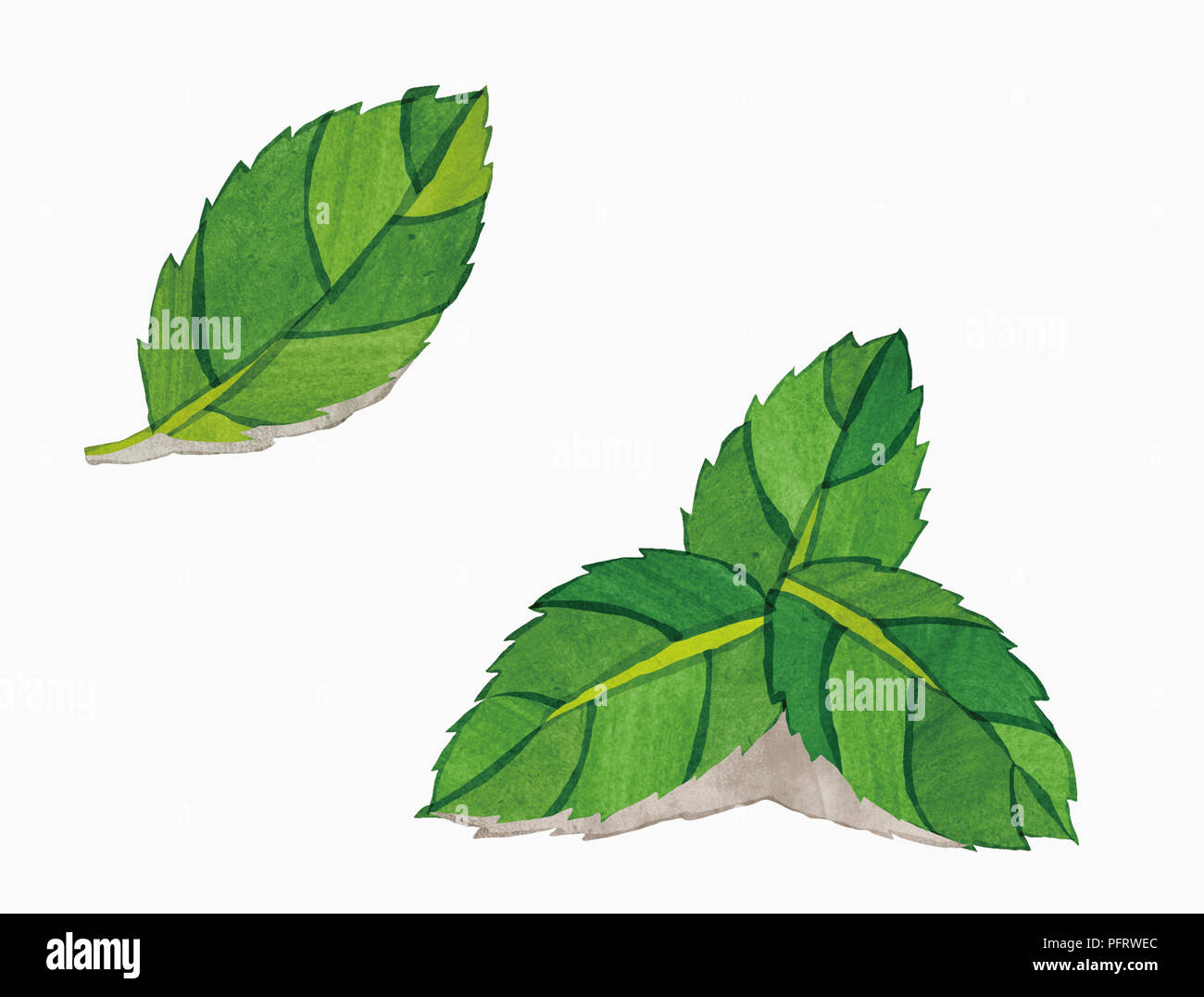 L'illustration, les feuilles de menthe Banque D'Images