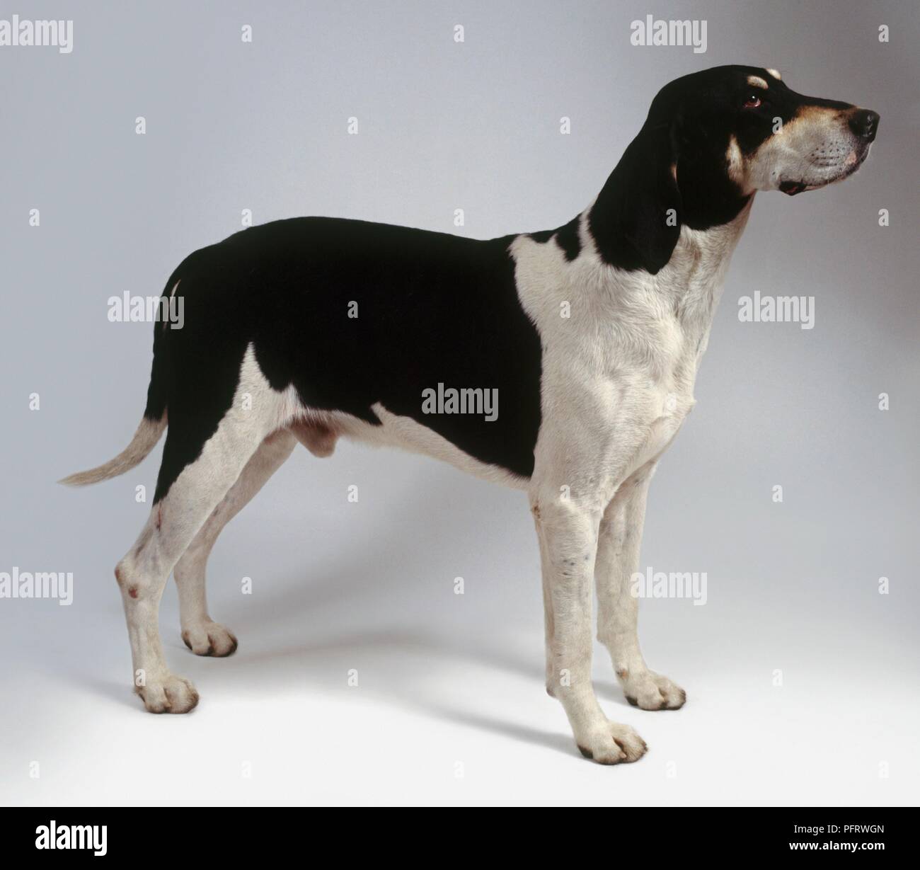 Anglo Francais Grand Chien Blanc Et Noir Side View Banque D