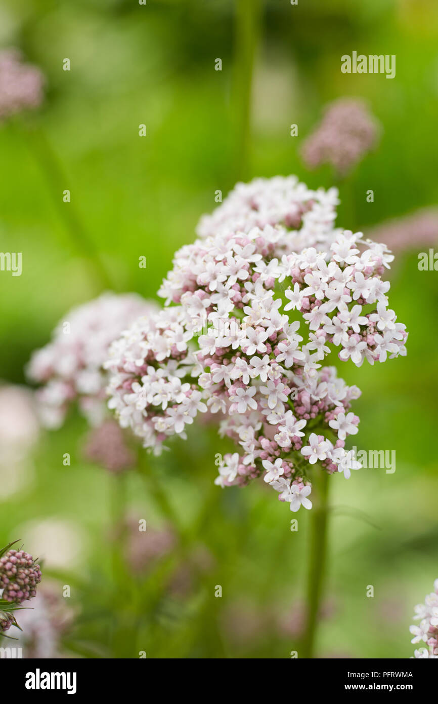 Préparation biodynamique BD 507 fleurs ingrédients préparation valériane Banque D'Images