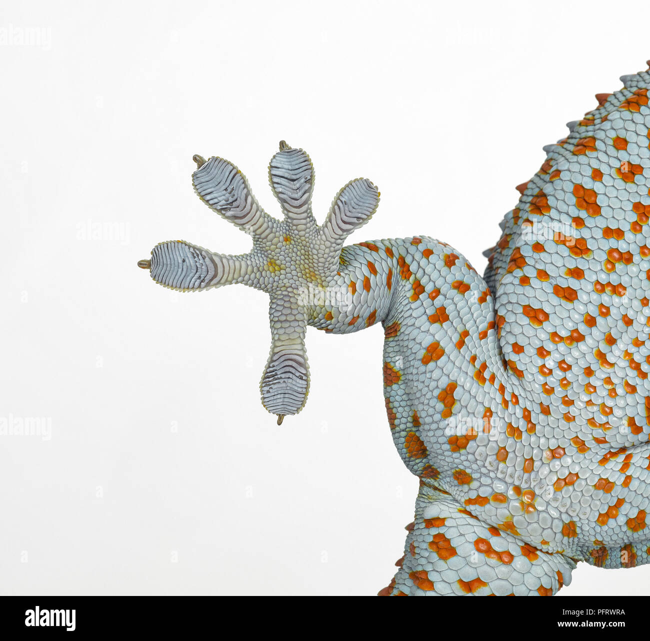 Gecko tokay Banque D'Images