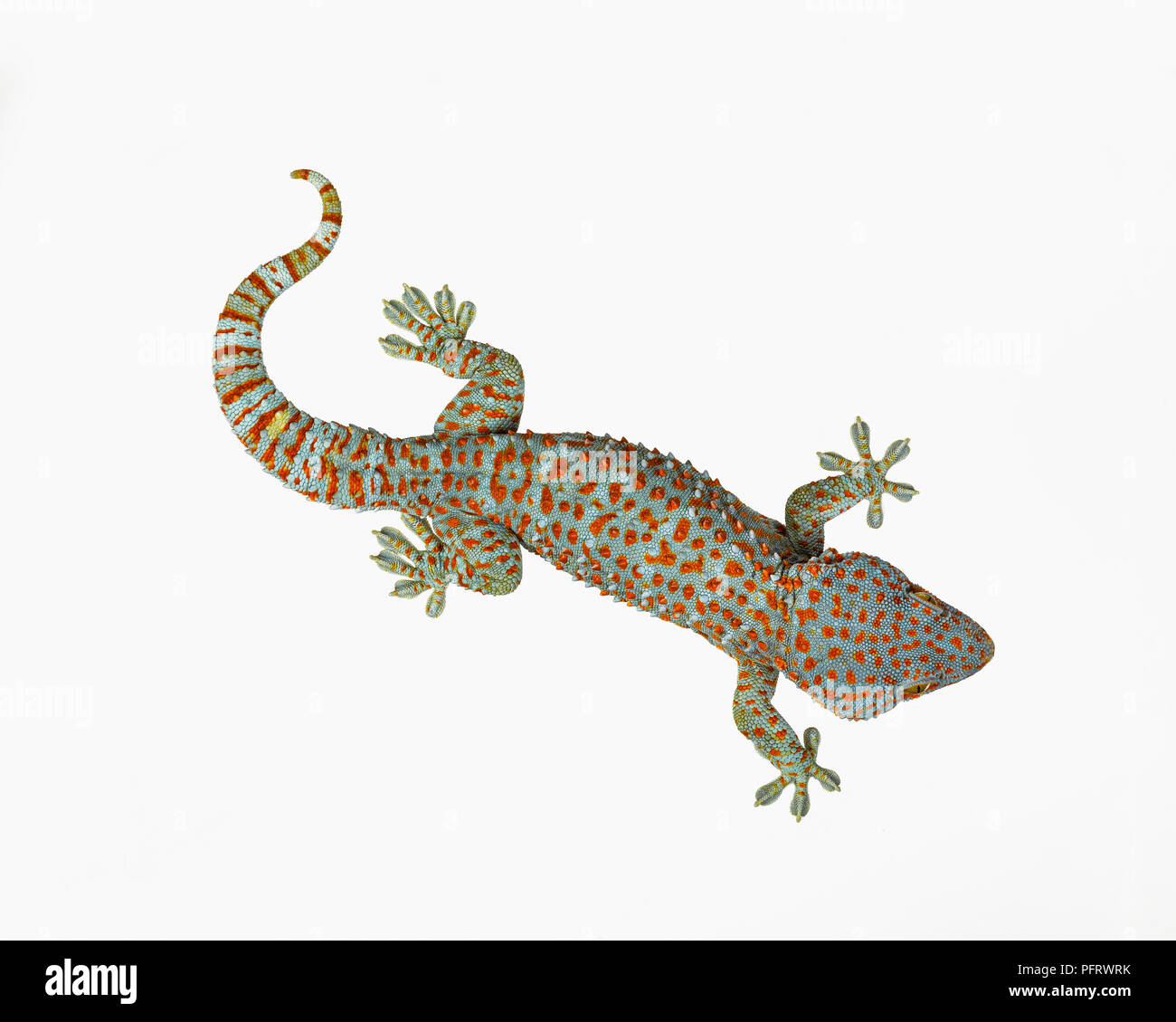 Gecko tokay Banque D'Images