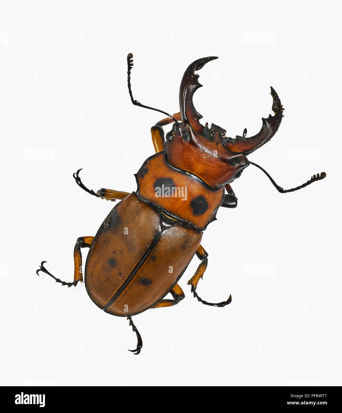 Stag Beetle (Homoderus mellyi) Banque D'Images