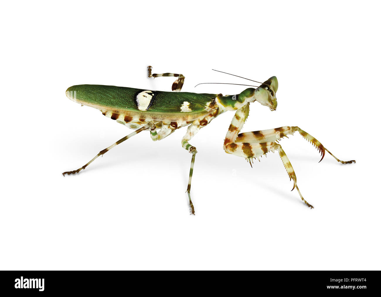 Le Mantis (Creobroter meleagris,femelle adulte) Banque D'Images