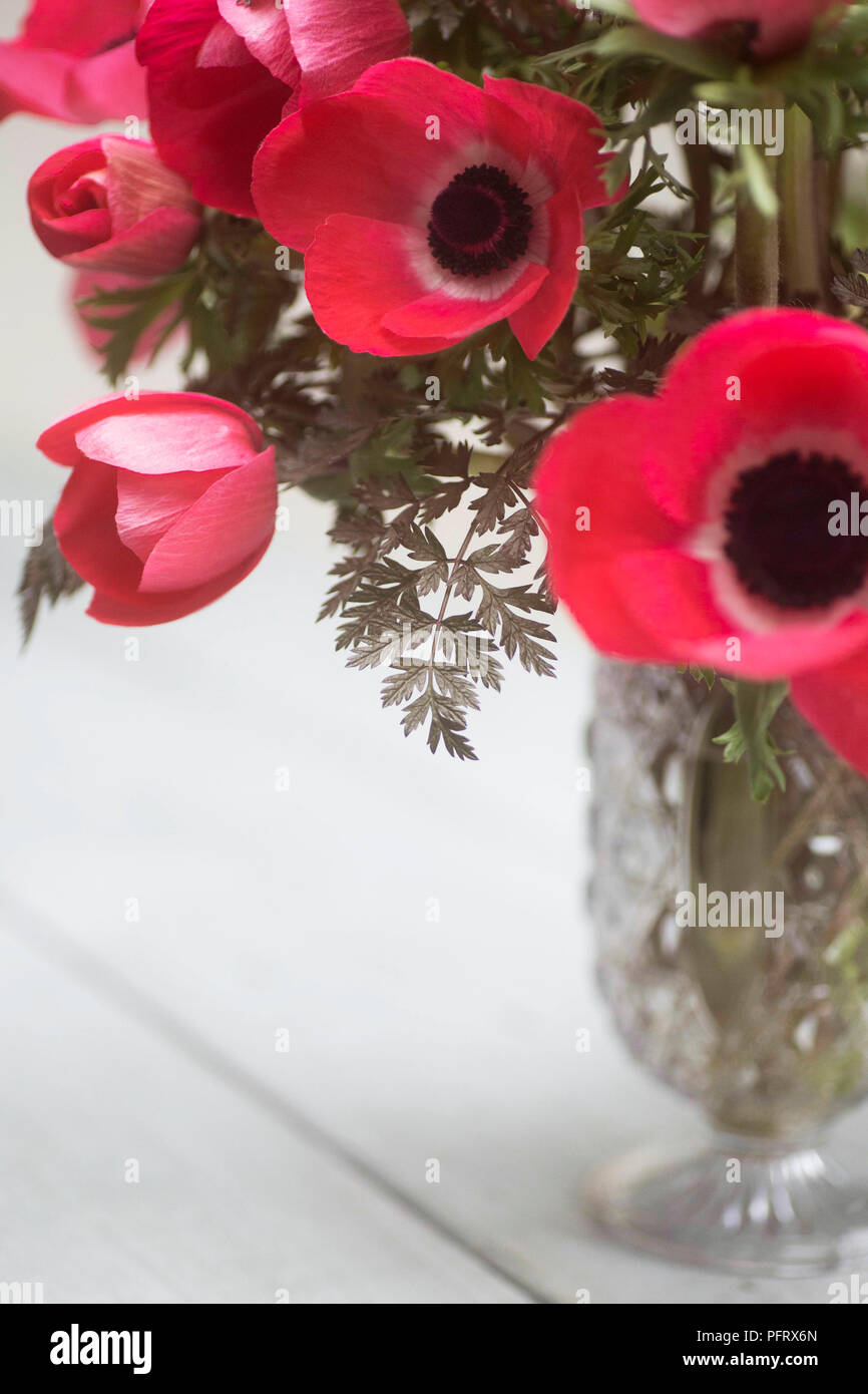 Anenomes Banque D'Images